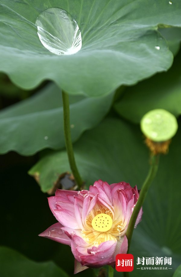 凯狮优配 小暑满池荷花韵味依旧｜图集